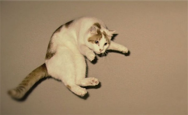 空中を飛行する猫たちの可愛い写真