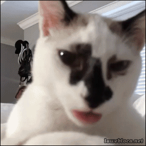 とにかく魅力的な猫の写真