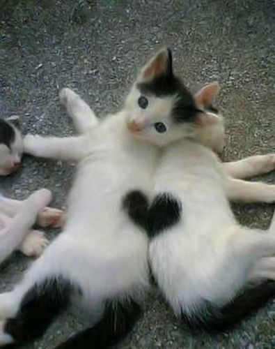 幸福を呼ぶハートマークの可愛い猫や犬の画像