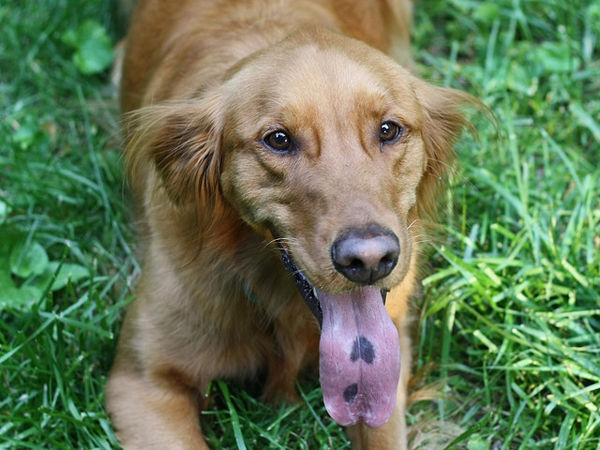 幸せを呼ぶハートマークを持つ猫と犬の写真