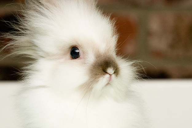 ふわふわで思わず「もふもふ」したくなる可愛い動物