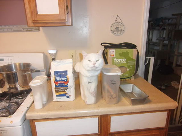 どんな隙間にもフィットしてしまう猫の写真