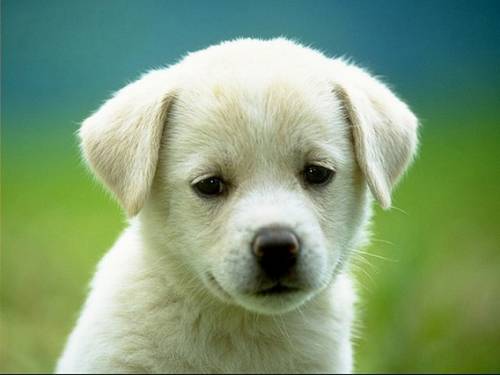 犬がちょっと寂しそうな顔をしている写真