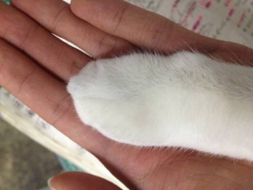 猫の手