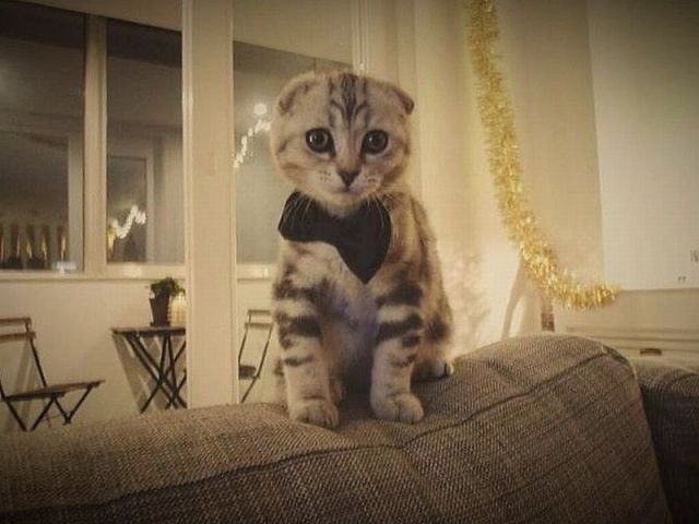 見ていると幸せになれる可愛い動物たちの写真
