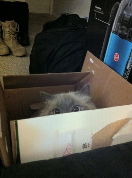 猫や犬の視線を感じる画像