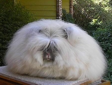 ふわふわで思わず「もふもふ」したくなる可愛い動物