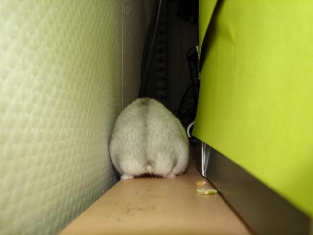 ハムスターのお尻（ハムケツ）は、本当に可愛すぎる写真
