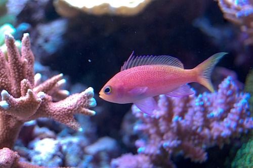 ちょこっとブサイクだけど愛嬌があって美しい魚の写真