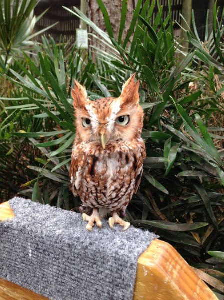 可愛すぎて一緒に笑っちゃう動物たちの写真