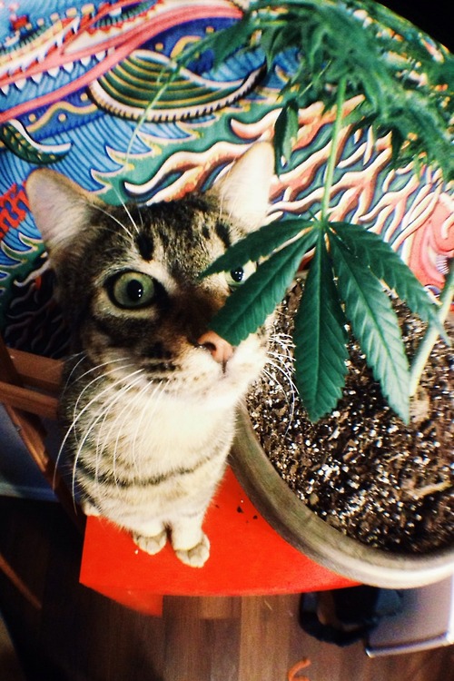 本当に可愛すぎる猫の画像