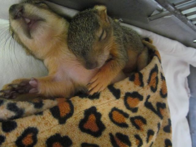 可愛すぎて一緒に笑っちゃう動物たちの写真