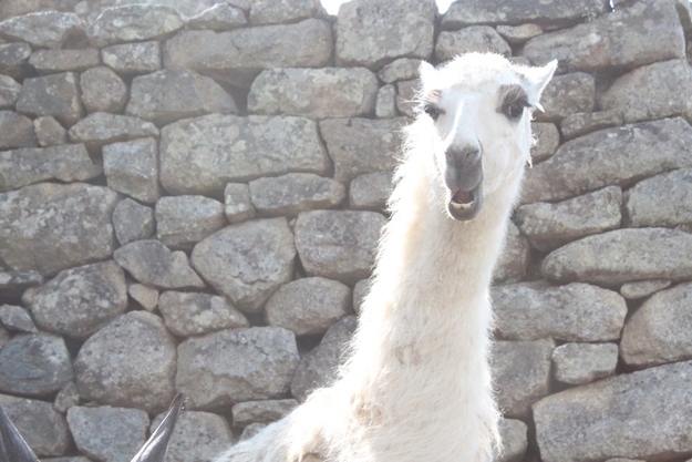 カッコイイポーズをとる動物の写真