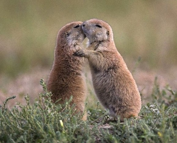 動物たちがキスする写真