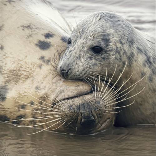寄り添う動物たち