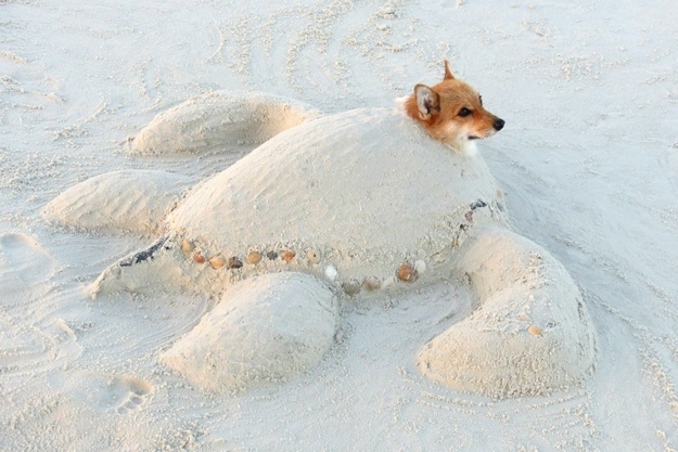 本当に可愛いコーギー犬の写真