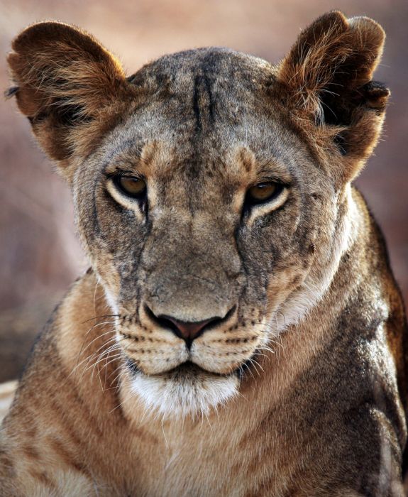 アフリカの野生動物たちの画像