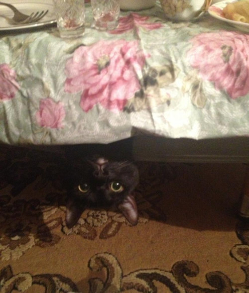 「かくれんぼ」している動物たちの可愛い写真