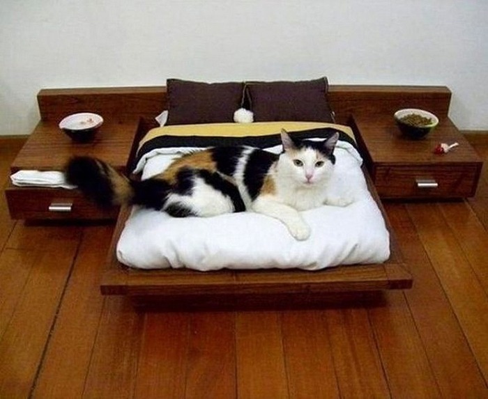 猫のために設計されたインテリアや小物が可愛い写真