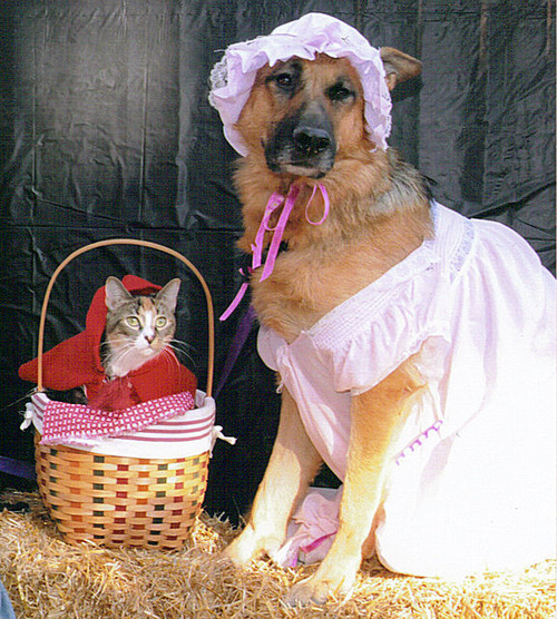 仲のよすぎる犬と猫 