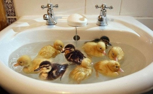 本当にキュンとする！動物の赤ちゃんたちの写真