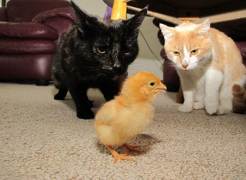 猫に狙われた完全ロックオンされた写真