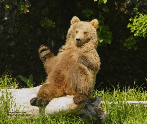 かわいい動物たちが手を振って「バイバイ」の動作する写真