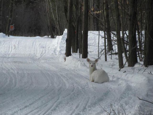 ちょっと可愛すぎる動物たちの写真