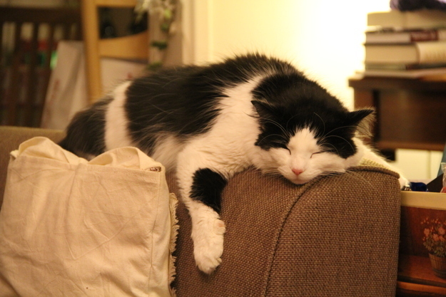 見るとやる気がなくなっていく眠る猫の画像