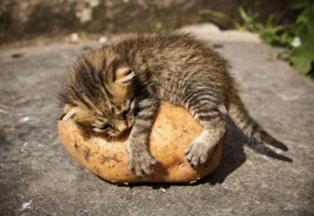 なんで動物ってこんなに可愛いんだろと思える写真
