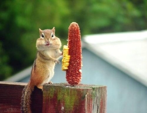 食欲のとどまるところを知らないシマリス