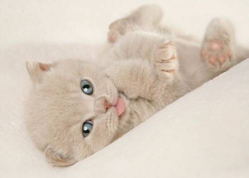 子猫の可愛い赤ちゃん