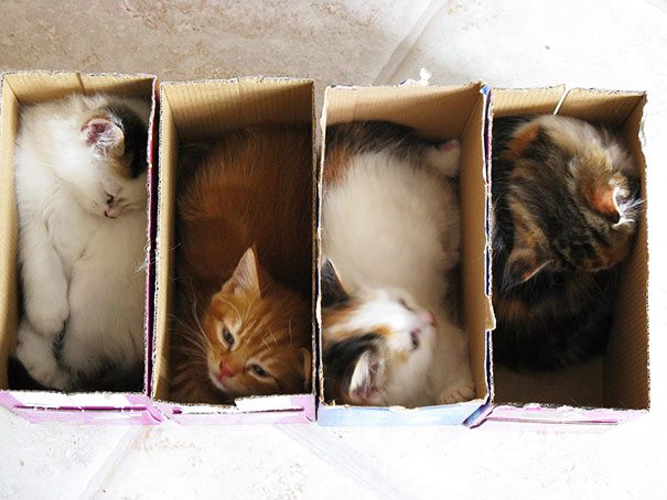 どんな隙間にもフィットしてしまう猫の写真