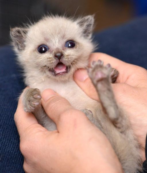 今日も可愛い動物たちの写真