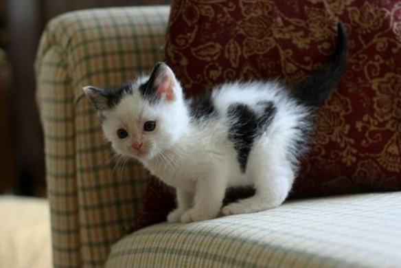 幸福を呼ぶハートマークの可愛い猫や犬の画像