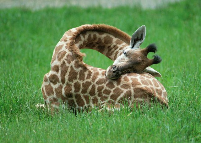 動物たちの可愛すぎる画像