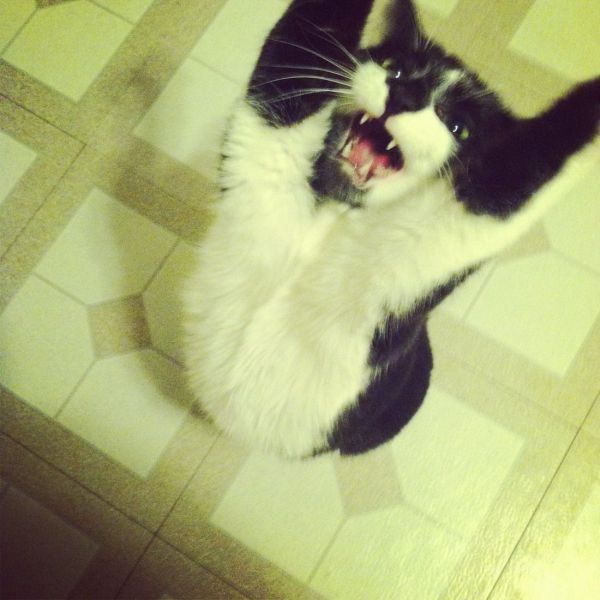 本当に可愛すぎる動物たちの写真