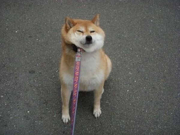 何だかほのぼのする動物の写真