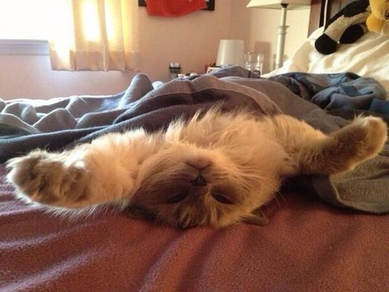 可愛すぎる動物たちが眠そうな写真