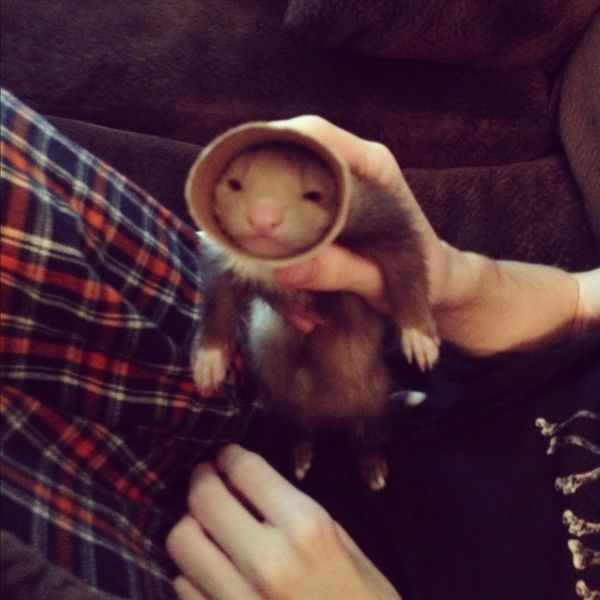 超可愛い動物たちに癒される写真