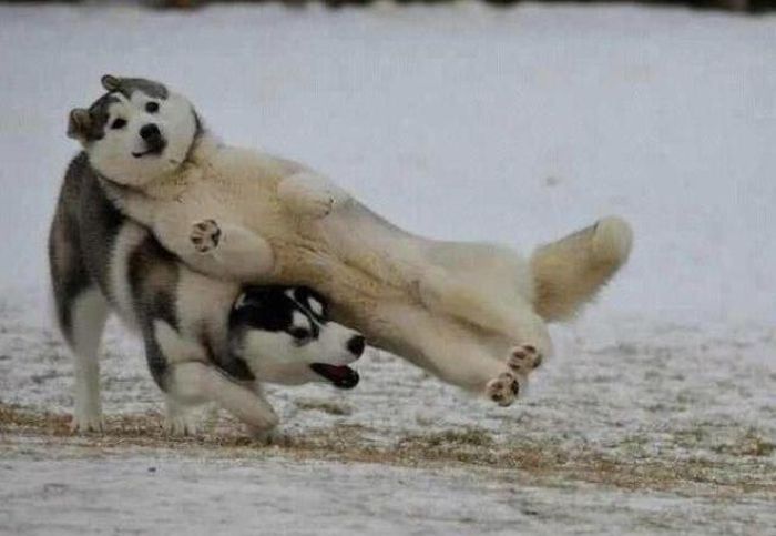変顔や変な格好した犬の写真