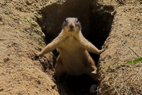 どうしたらいいんだろう？途方に暮れる動物たちの写真