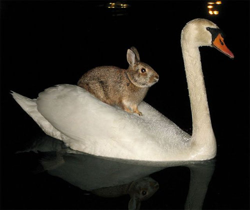 違う種類の動物が仲よくしている可愛い写真