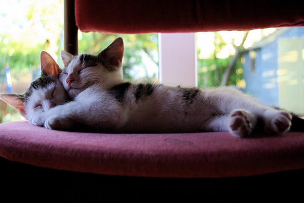 見るとやる気がなくなっていく眠る猫の画像