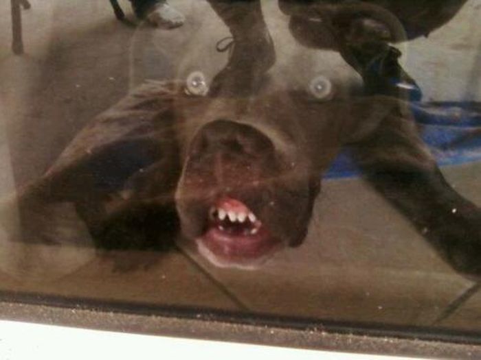 変顔や変な格好した犬の写真