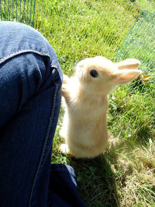 おねだり上手な動物たちの写真