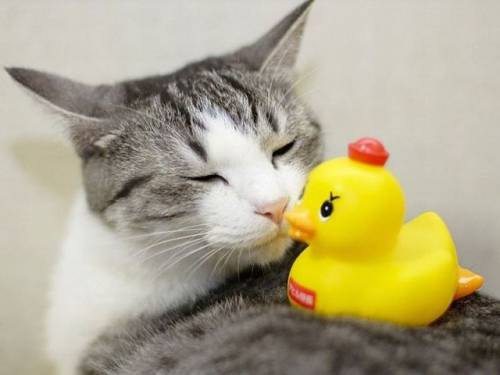 かわいい動物の画像
