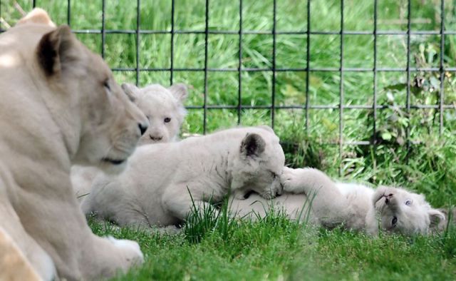 今日も可愛い動物たちの写真