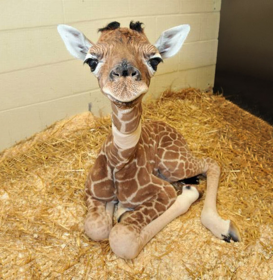可愛すぎる動物の赤ちゃんの画像