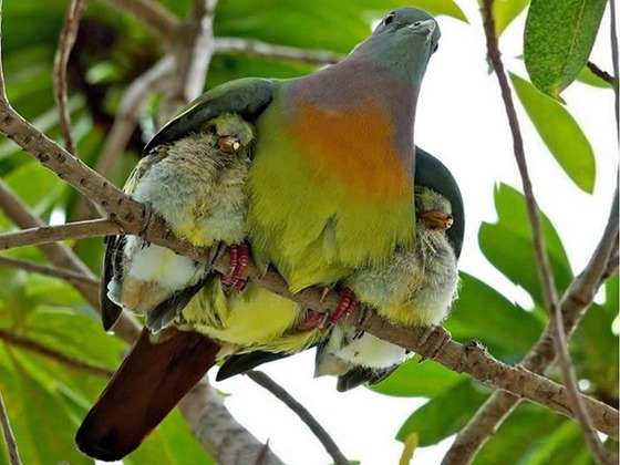 良くこんな画像を撮影したなという動物の写真